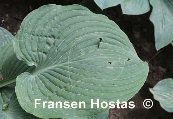 Hosta Rosedale Rip Van Winkle